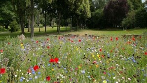 A field of wildflowers with trees in the background. - Holiday Home in Swiecianowo near Lake Beach (Swiecianowo)