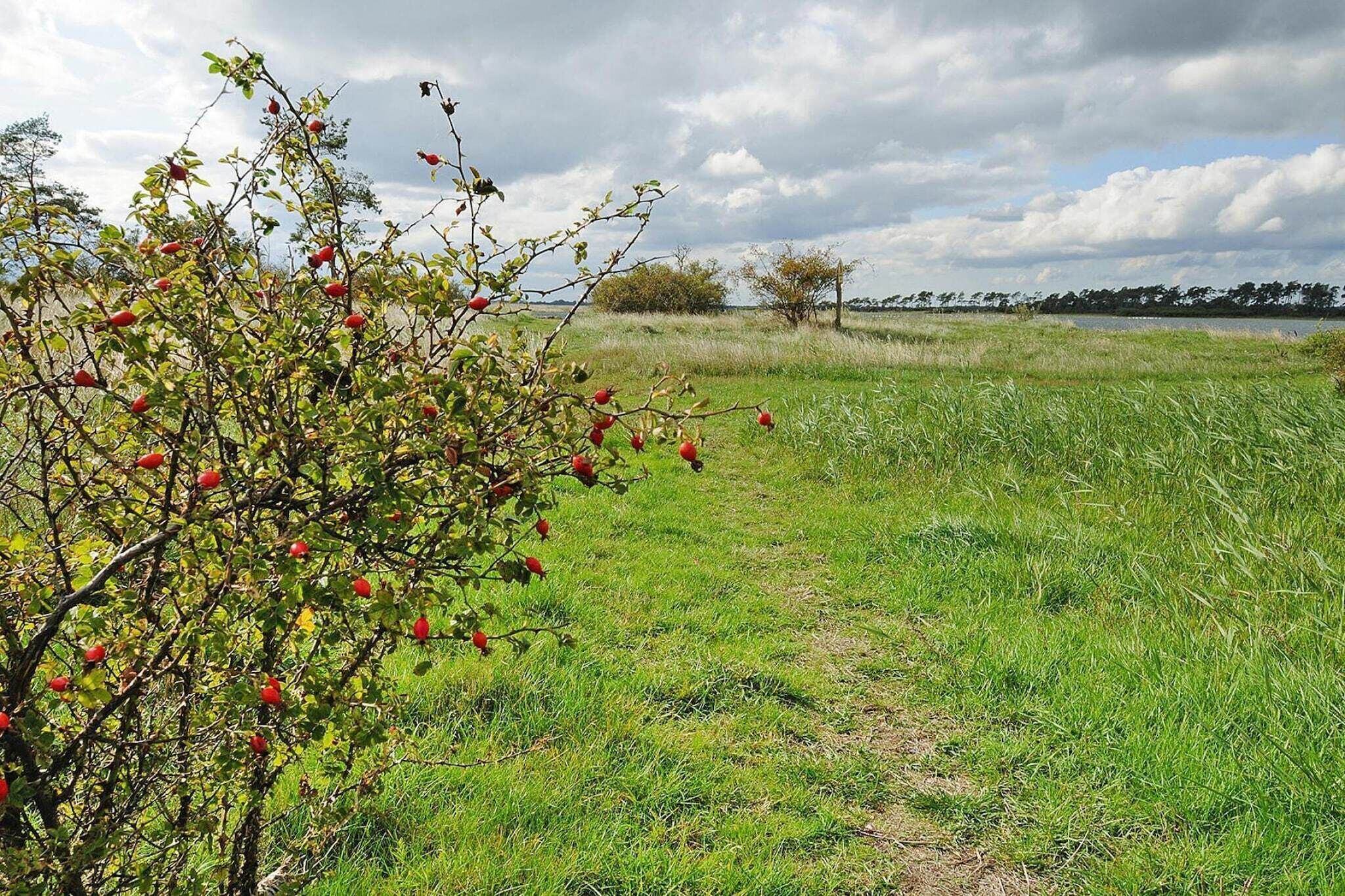 A grassy field with a tree bearing red fruits.