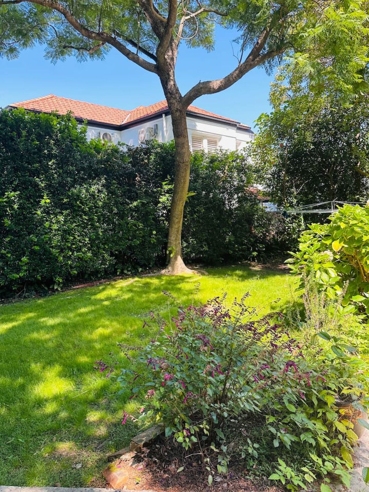 A well-maintained garden with a large tree, a lawn, and a building in the background.