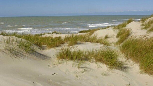 Una playa con dunas de arena y pastos.
