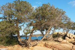 A coastal landscape with rocky terrain and pine trees.