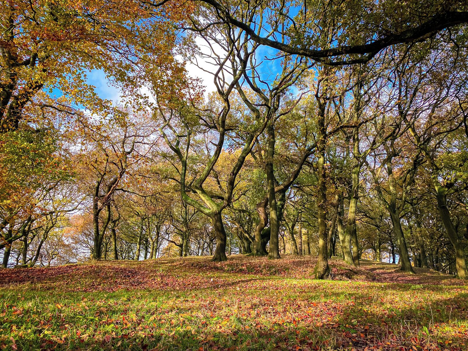 Ein Wald mit Bäumen und einer grasbewachsenen Fläche.