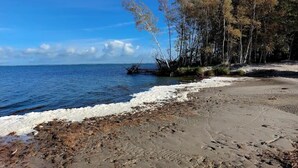 A beach with a rocky shoreline, trees, and a clear blue sky. - Reetdachhaus am Bodden mit Sauna (Fuhlendorf)
