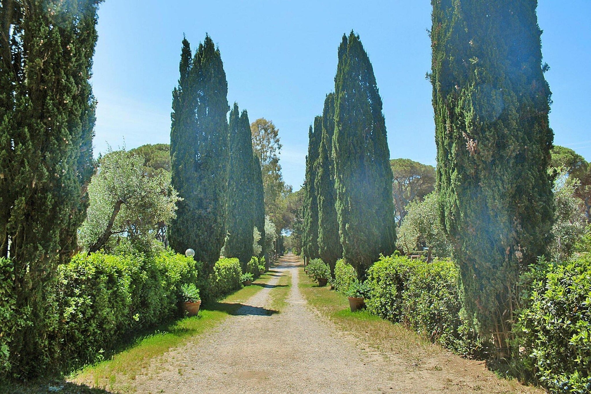 Ein Kiesweg, gesäumt von hohen, schlanken Bäumen und gepflegten Hecken, führt zu einem Punkt in der Ferne.