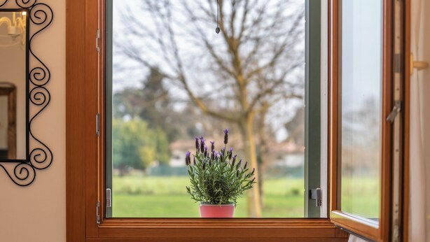 A window with a wooden frame and a potted lavender plant on the sill.