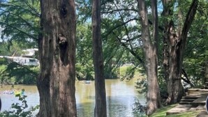 Un parque con un sendero de hormigón a la orilla de un lago, rodeado de árboles altos.