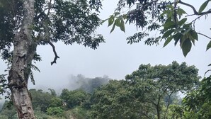 Una persona de pie sobre un sendero de madera con barandas, rodeada de exuberante follaje y árboles.