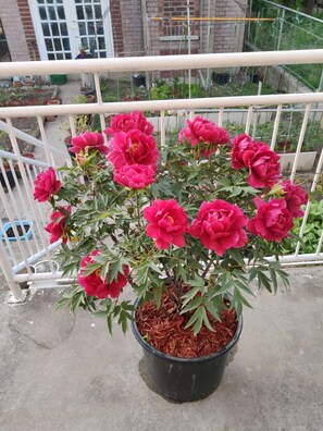 Property grounds - Stay-Ma-Toronto-Long-Term (Toronto)