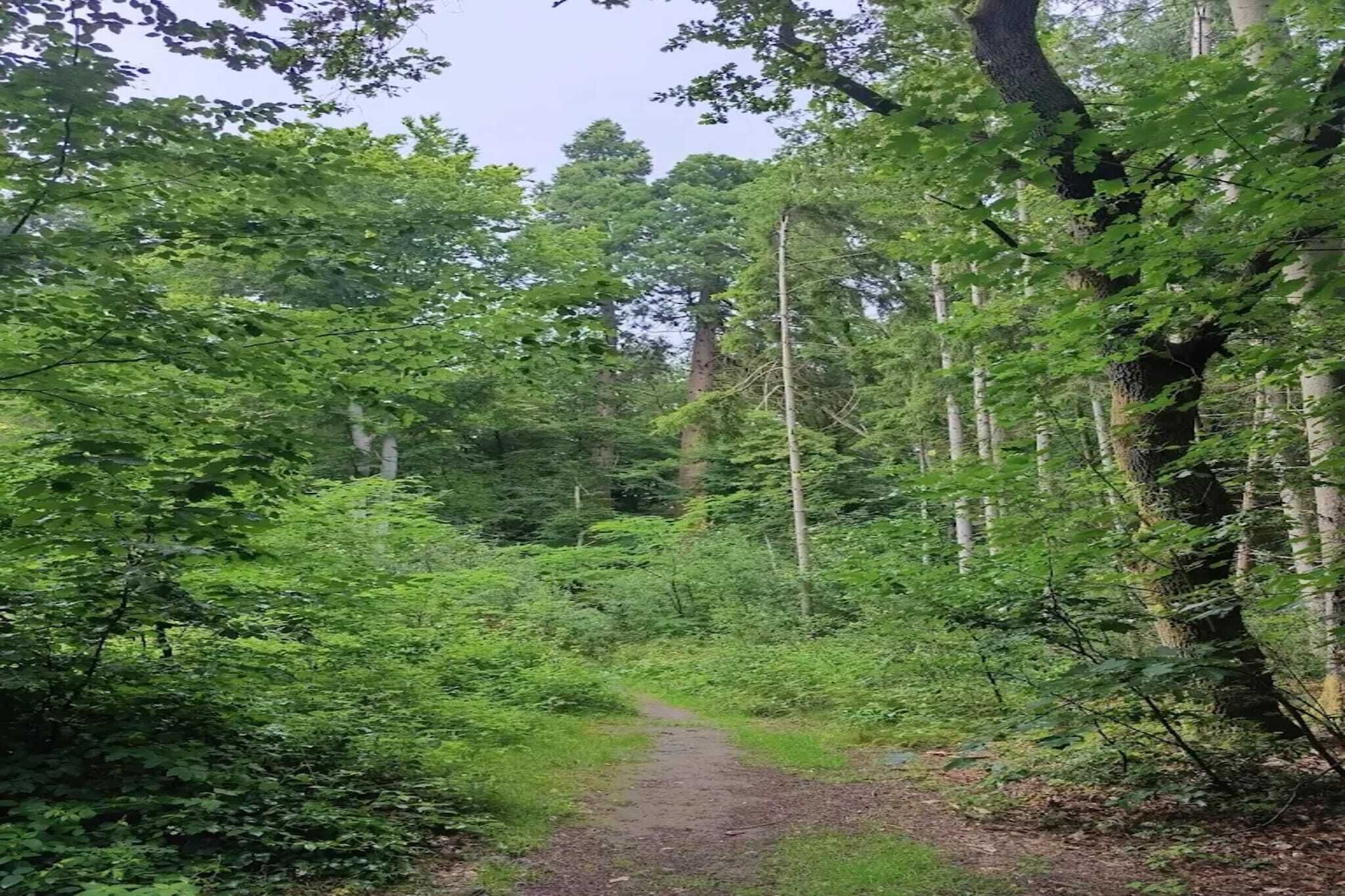 A forested path surrounded by dense green foliage and tall trees.