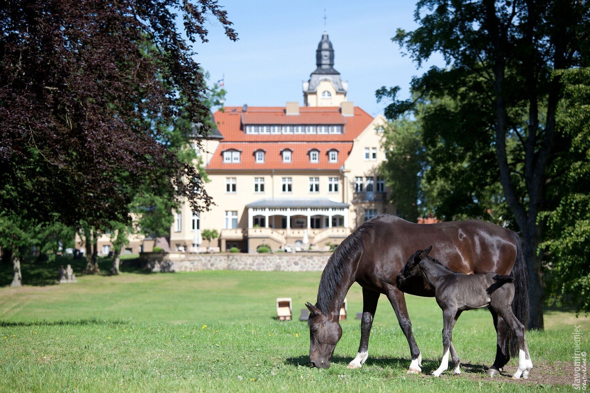 Un cheval broute dans un champ herbeux, avec un bâtiment visible à l’arrière-plan.