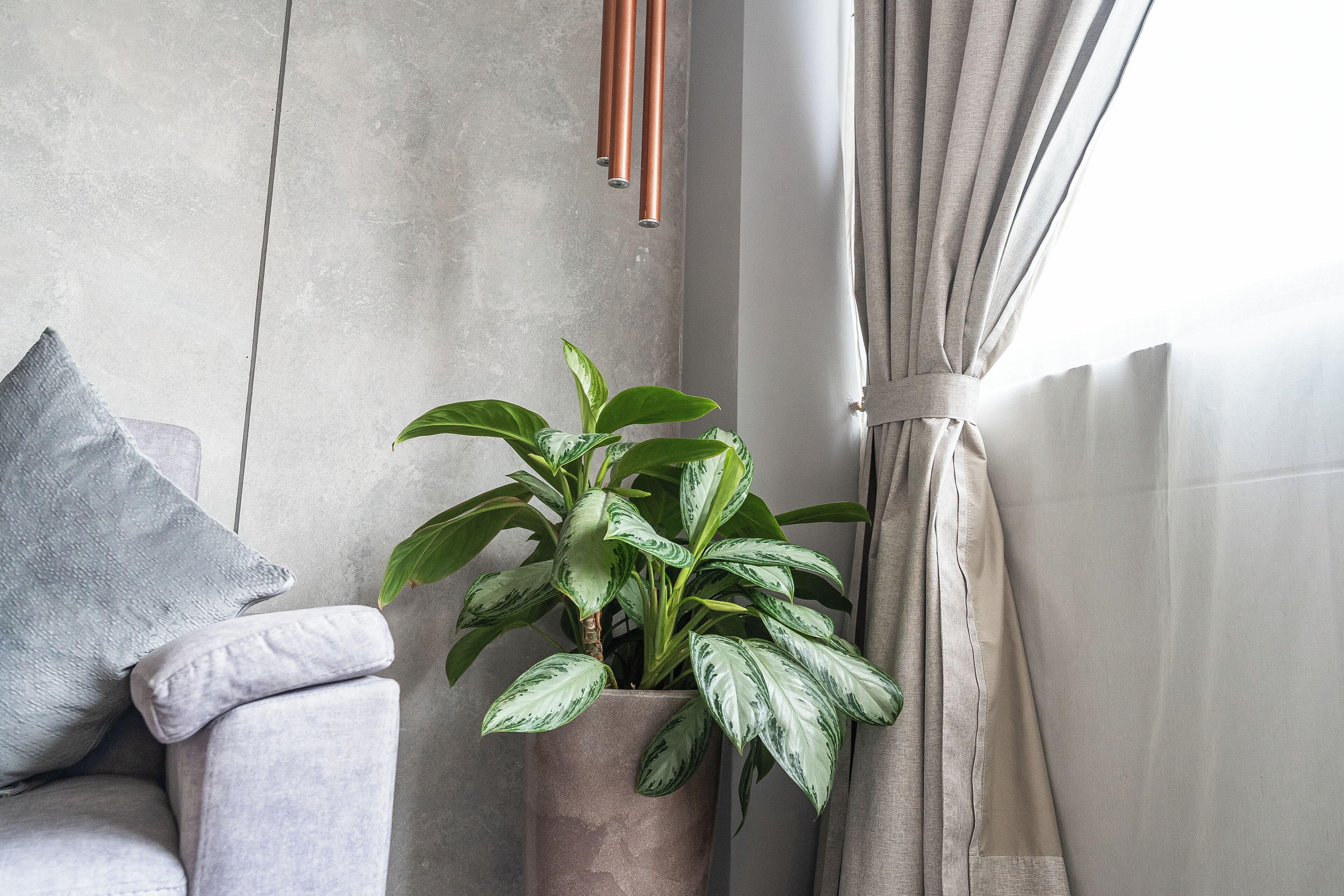A modern room with a grey sofa, a potted plant, and a window with curtains.
