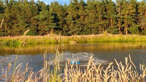 Un lac paisible, bordé d’une rangée d’arbres imposants à l’arrière-plan, et des roseaux au premier plan.