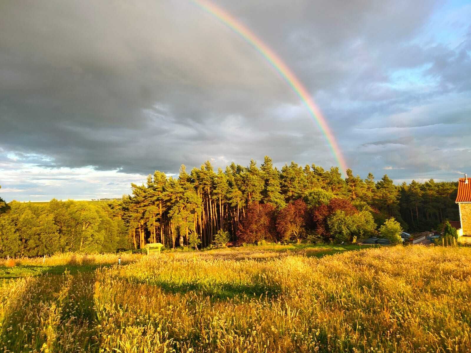 En åker med höga träd och en regnbåge på himlen.