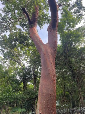 Tente luxueuse, vue sur le jardin, au bord de la piscine | Terrasse/patio