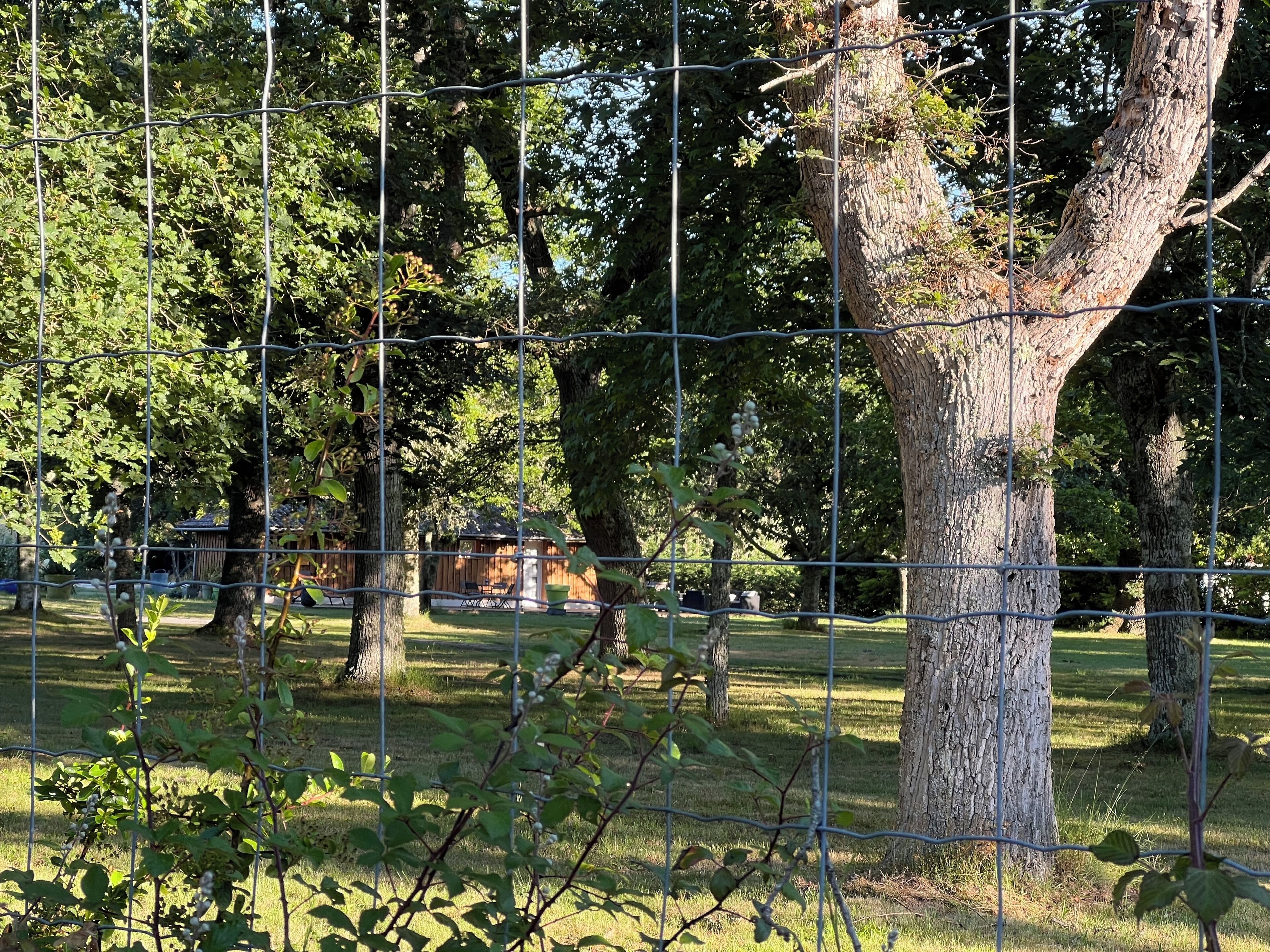 A fenced outdoor area with trees and a small wooden structure.