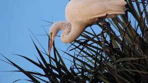 En stor hvid fugl, sandsynligvis en stork, sidder på en gren med en klar blå himmel i baggrunden.