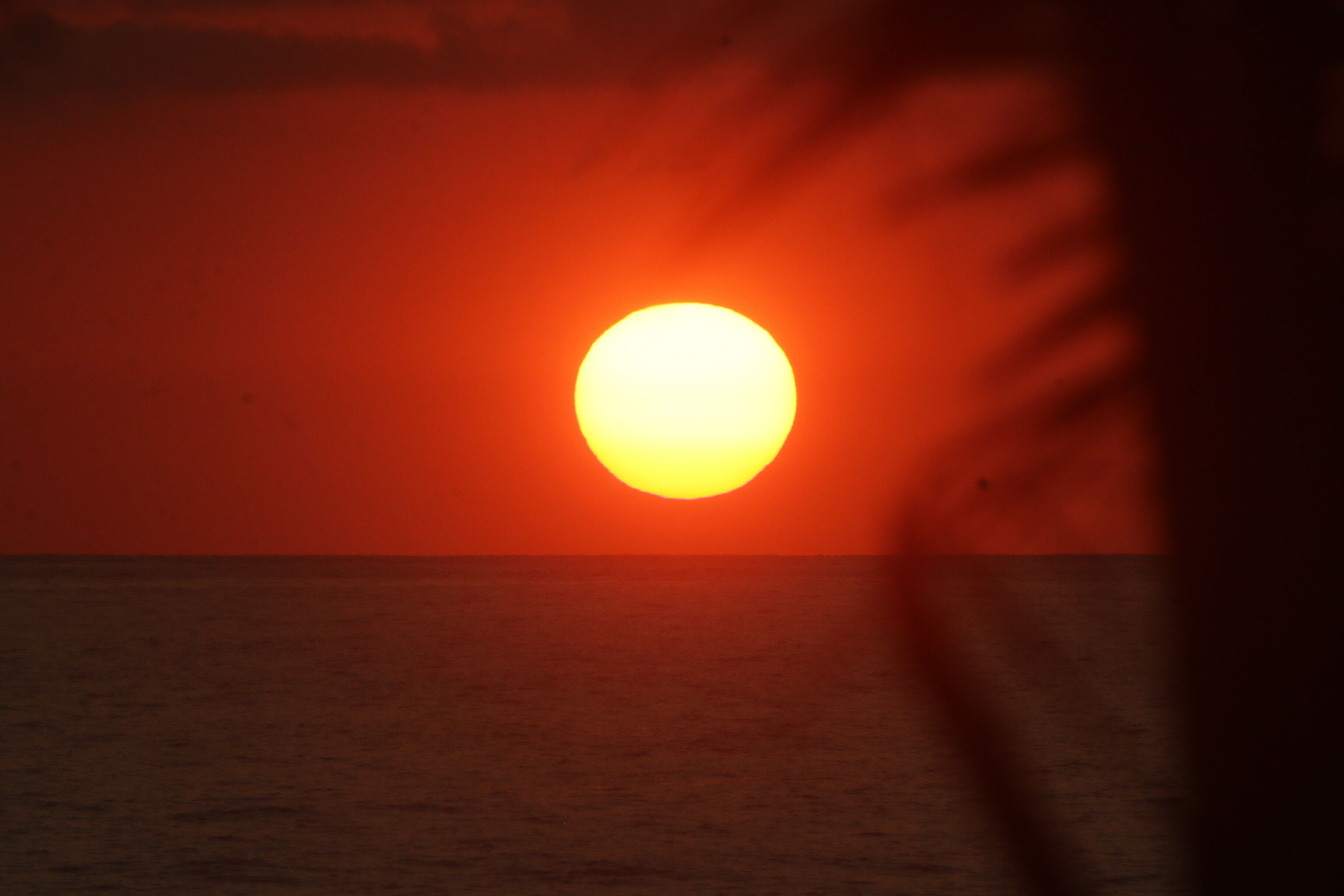 A sunset over the ocean with a silhouette of a palm tree.