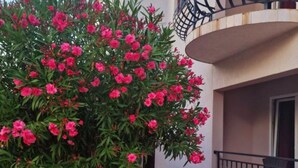 Un balcón con planta en maceta de flores rosadas, una silla y fachada de edificio.