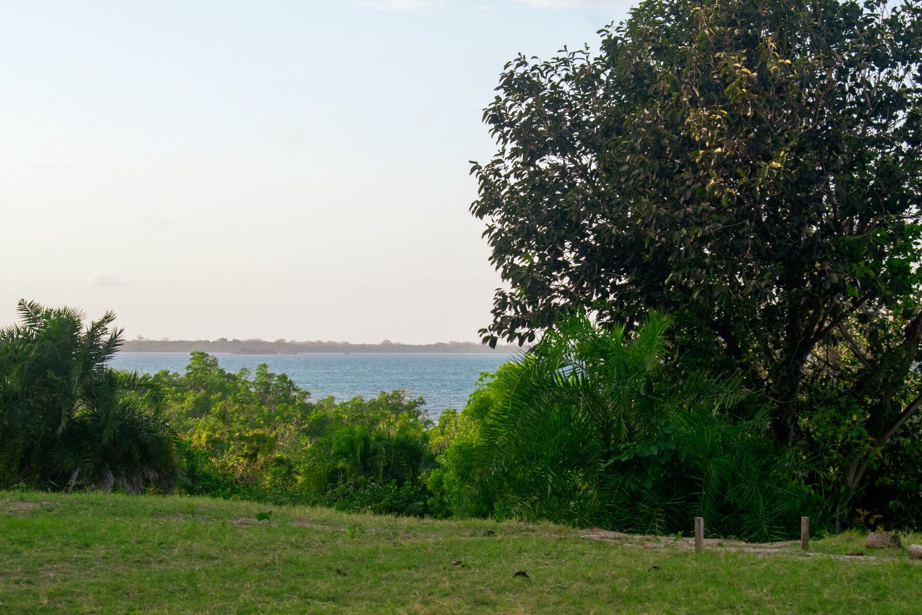 Ein grasbewachsenes Feld mit einem großen Baum und einem Gewässer im Hintergrund.