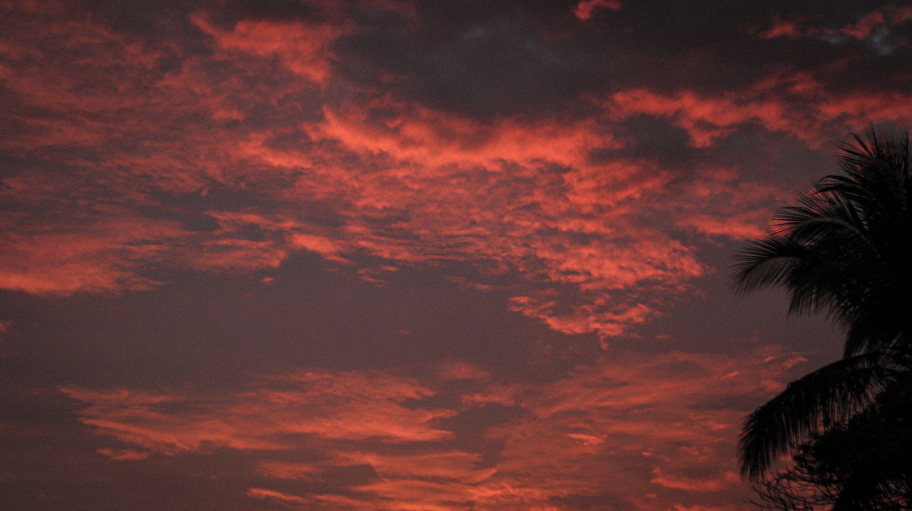 Een rode lucht met wolken en de silhouet van een palmboom.