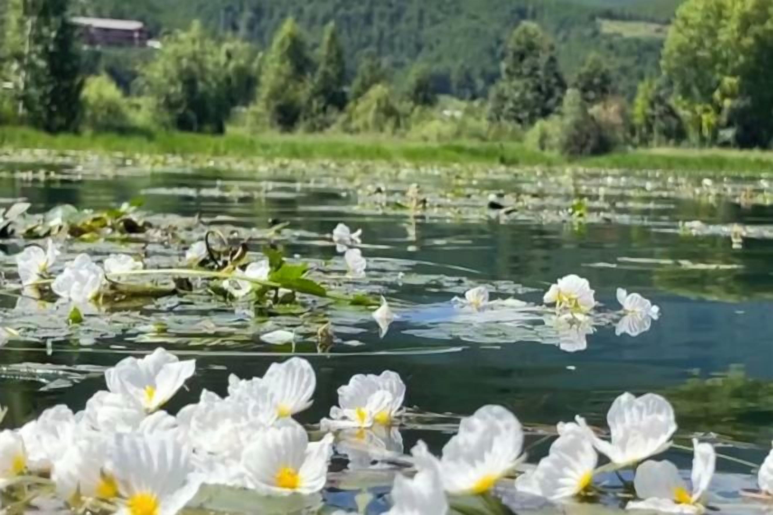 Una masa de agua con flores blancas flotando y una mariposa.