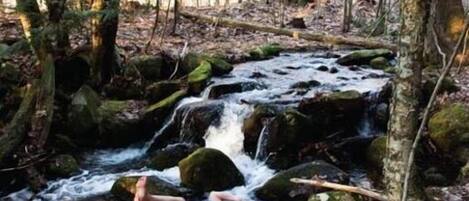 A forest stream with rocks and trees.