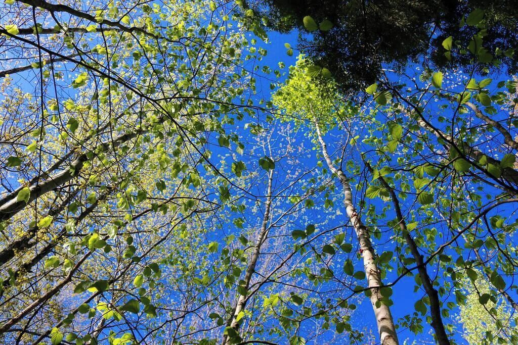 Une épaisse canopée de feuilles vertes se détachant sur un ciel bleu clair.