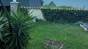 A coastal landscape with a view of the sea, a stone wall, and a grassy area with a plant.