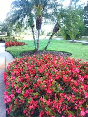 A landscaped garden with palm trees and red flowering plants. - Beautiful 3-bed, 2-bath Condo in Tara Preserve Golf Community! Great Location!! (Bradenton)