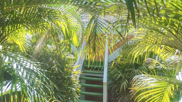 A lush indoor garden with dense foliage and a central staircase. - Aloha Lina (Máncora)