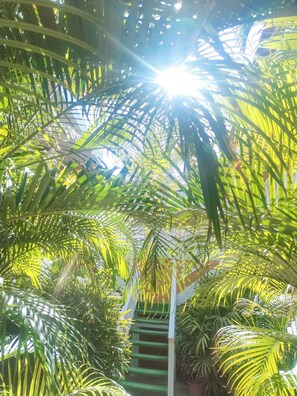 Un jardin intérieur luxuriant, avec un feuillage dense et un escalier central.