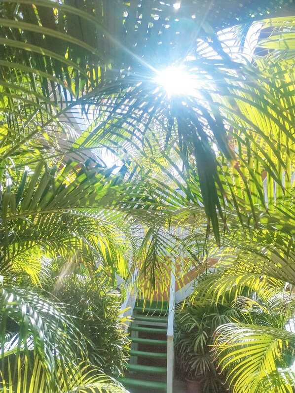 Interior - Aloha Lina (Máncora)