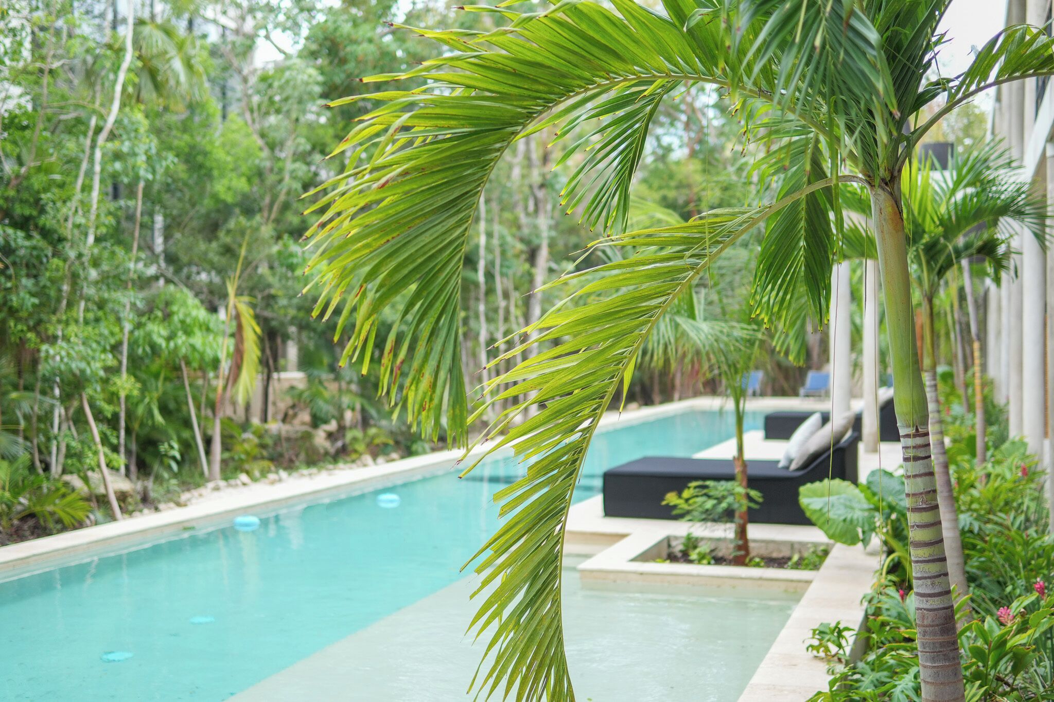 A poolside area with a clear view of a swimming pool, surrounded by lush greenery and palm trees.