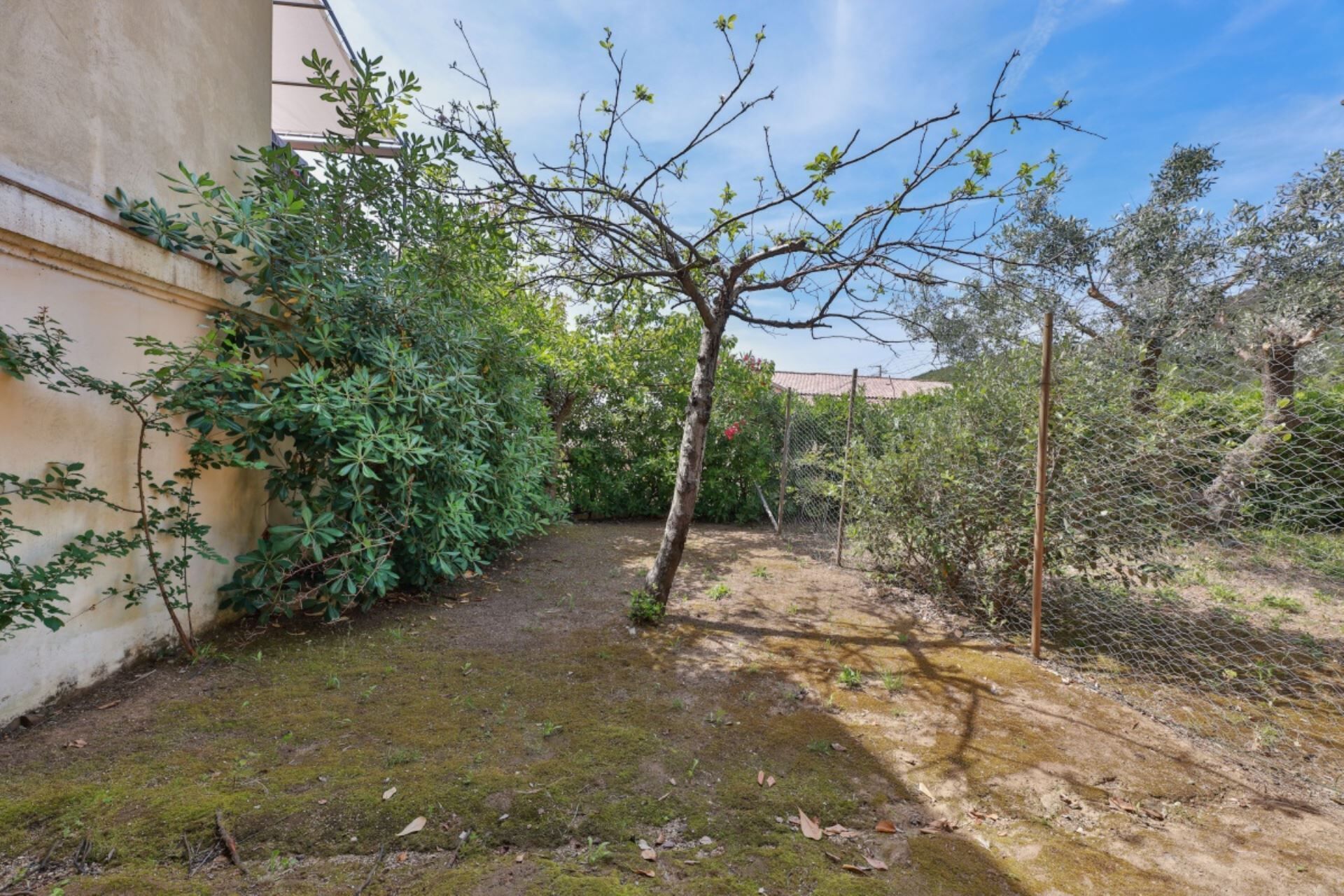 Ein Garten mit Baum, Zaun und einem Gebäude.