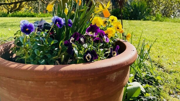 Un jardín con un porche de madera y una estructura metálica con forma de corazón.