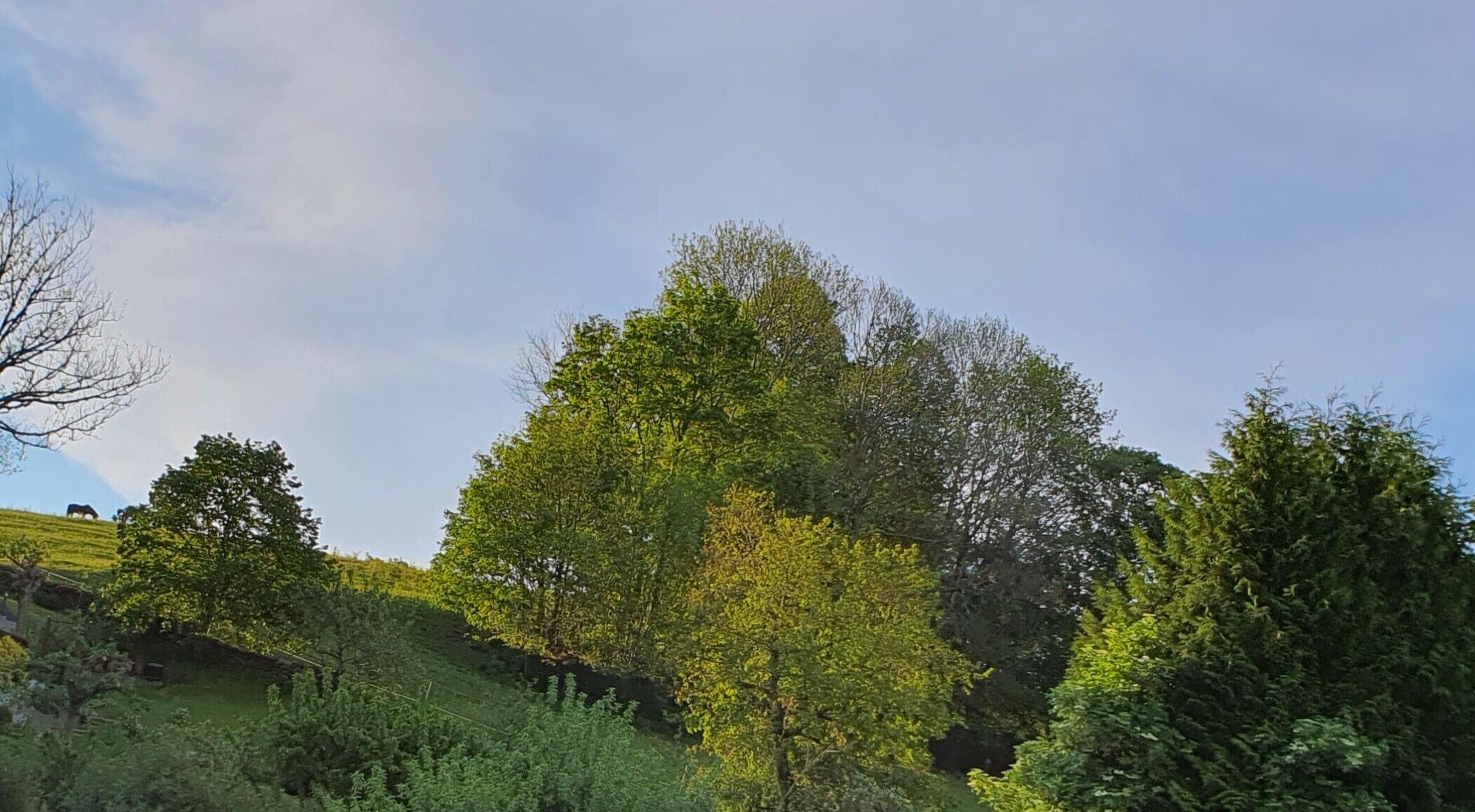 Un paysage avec des arbres et une colline.