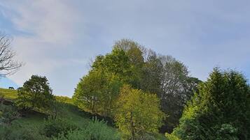 Un paysage avec des arbres et une colline.