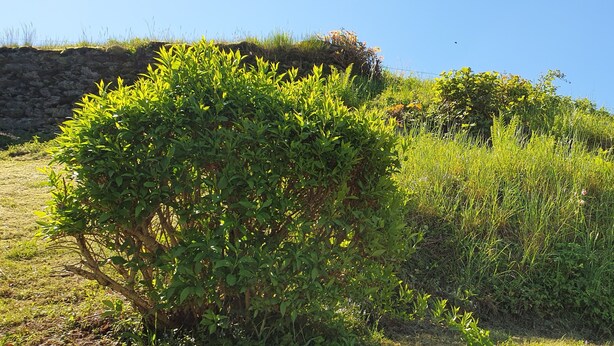 A natural landscape with a bush, grass, and a stone wall.
