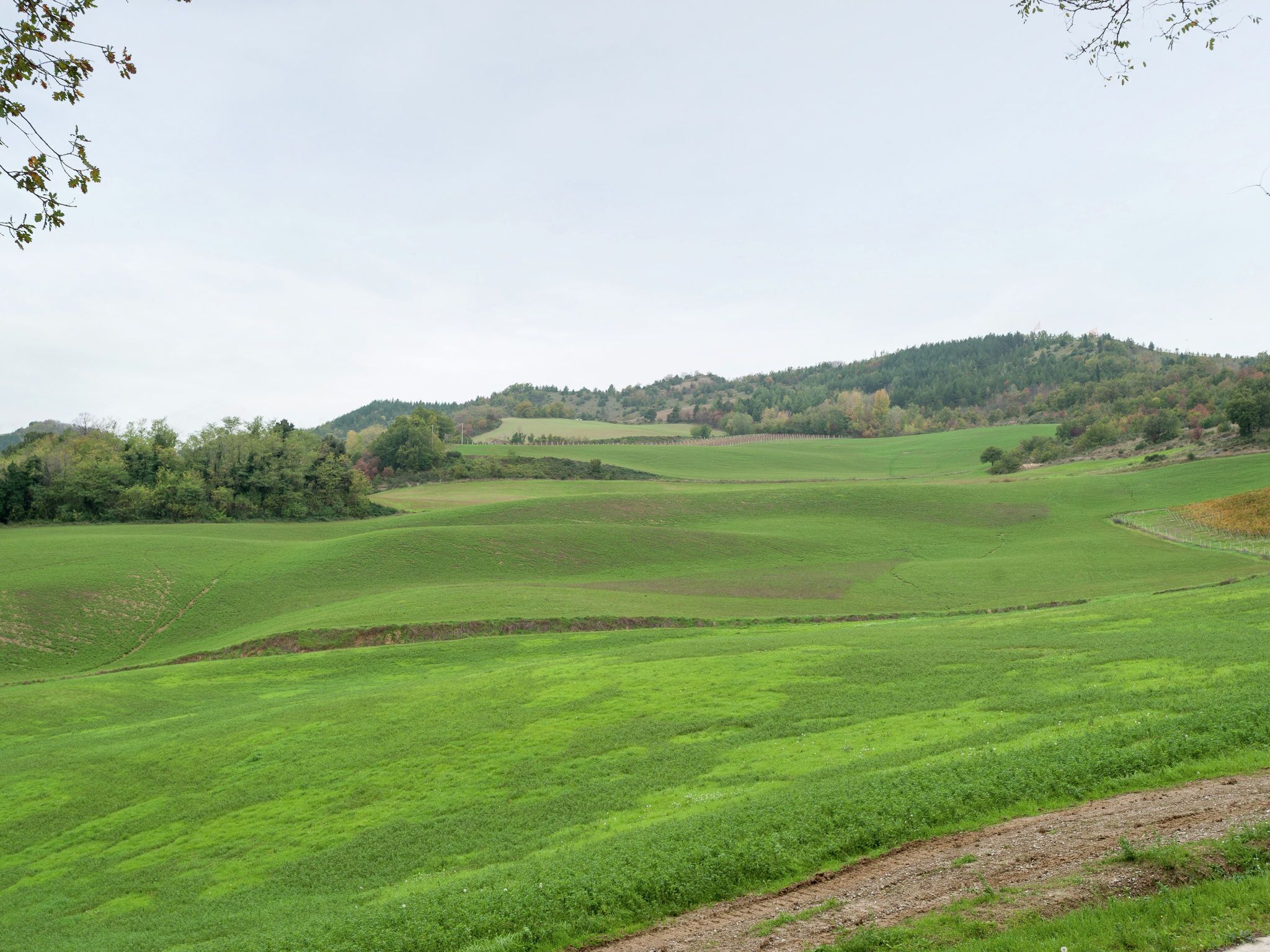 A vast green field with rolling hills and a forested area in the background.