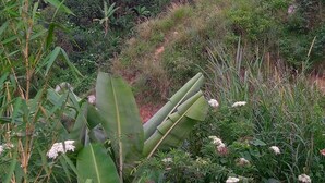 A lush green landscape with a winding path leading through a forested area.
