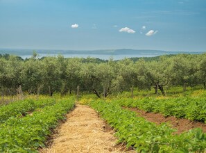 Miscellaneous - Your Bucolic Holidays at Lake Bracciano, with Friends or Family (Trevignano Romano)