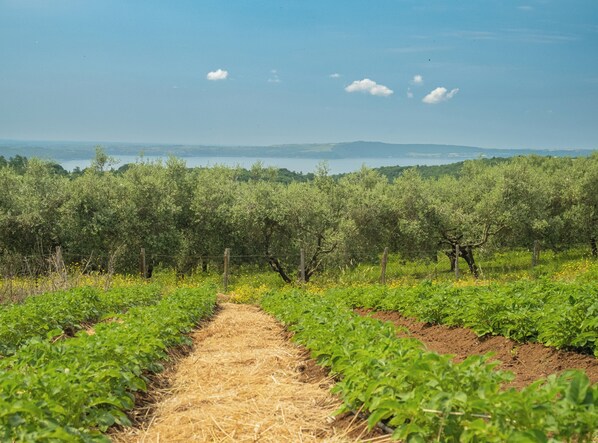 A vineyard with rows of grapevines and a clear path through the center.