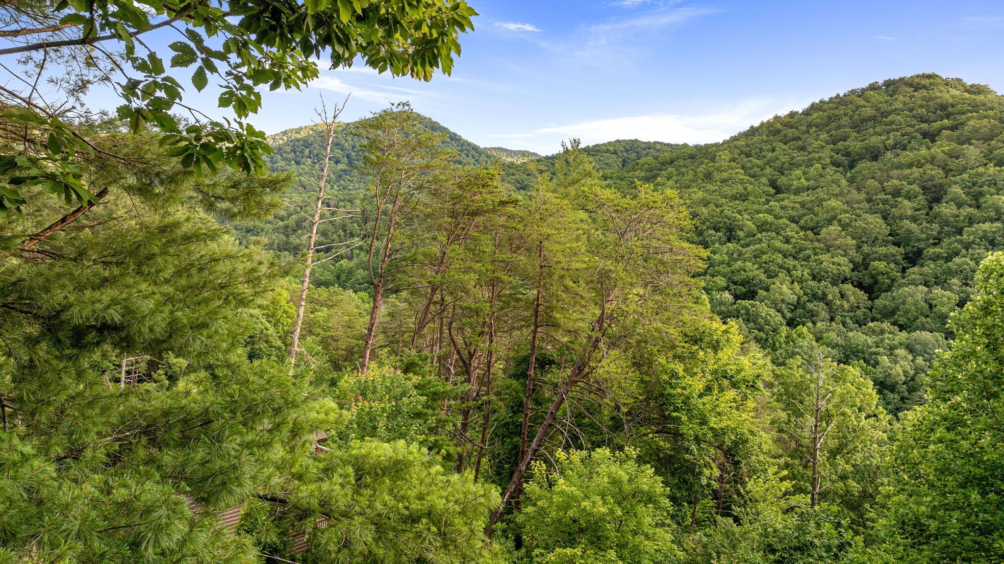 A dense forest with tall trees and a mountain in the background.