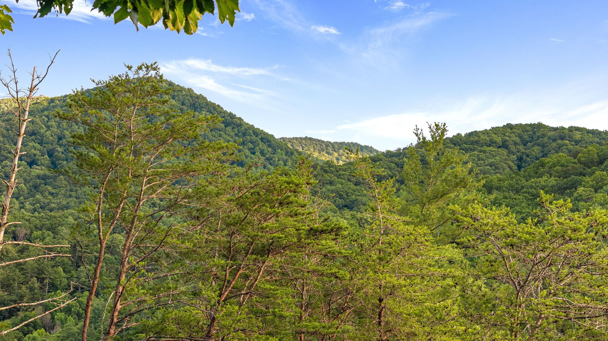 A mountainous landscape with dense forest.
