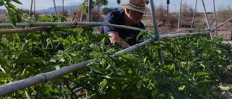 A person tending to plants in a garden with a metal trellis structure.