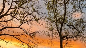 Un foyer avec des bûches, entouré d’une zone de gravier, se dressant sur un fond de champ herbeux et d’arbres, avec un ciel au coucher du soleil.