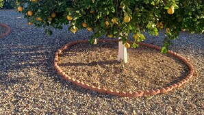 A tree with numerous fruits surrounded by a gravel path and a brick border. - Suncity west Golf course community (Sun City West)