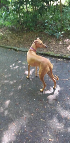 Reception - A.VILA (Durrës)