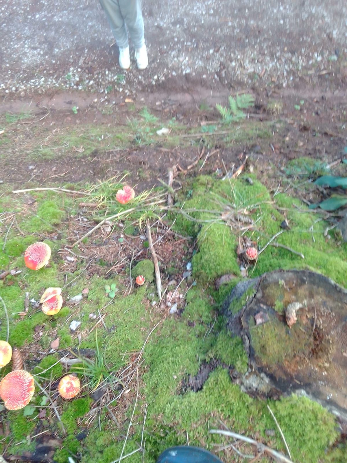 A natural outdoor area with moss-covered ground, scattered red mushrooms, and a person's feet in the background.