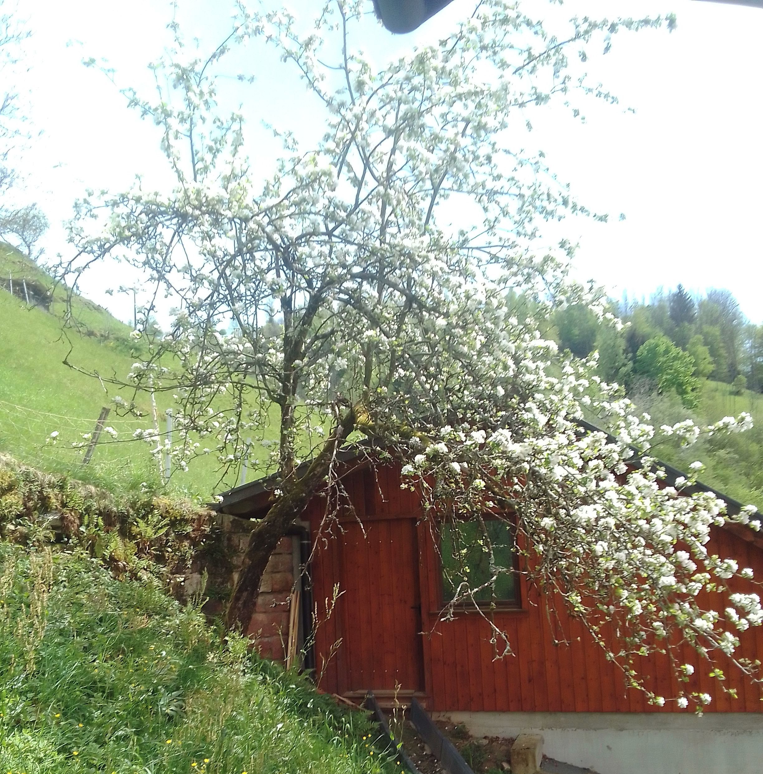 Un edificio de madera roja con techo inclinado, rodeado de follaje y un árbol con flores blancas.